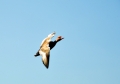 red-crested pochard, pochards-07